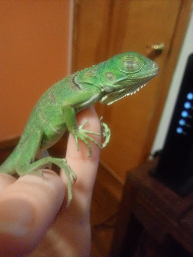 Pet Store «Pet Connection», reviews and photos, 1441 W State St, Alliance, OH 44601, USA