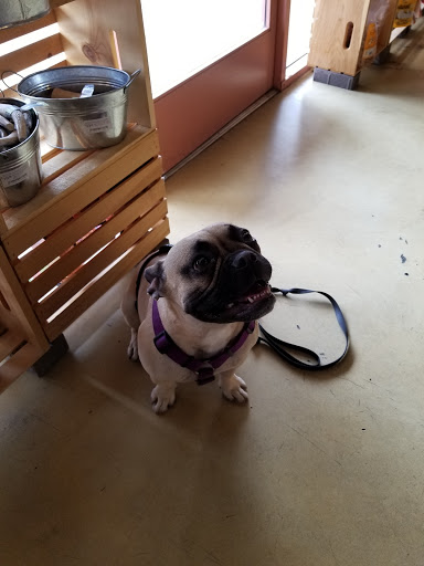 Pet Supply Store «The Naked Dog (Protein For Pets)», reviews and photos, 701 S Weir Canyon Rd #111, Anaheim, CA 92808, USA