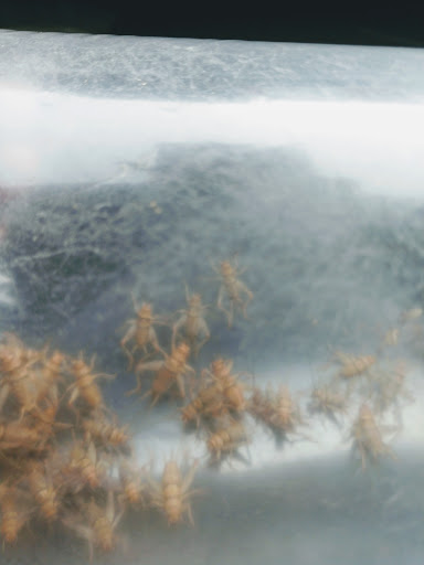 Pet Supply Store «Quality Pet Market», reviews and photos, 5543 Mahoning Ave, Austintown, OH 44515, USA