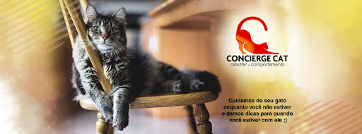 Cat Sitter Curitiba - Babá de Gatos em Domicílio
