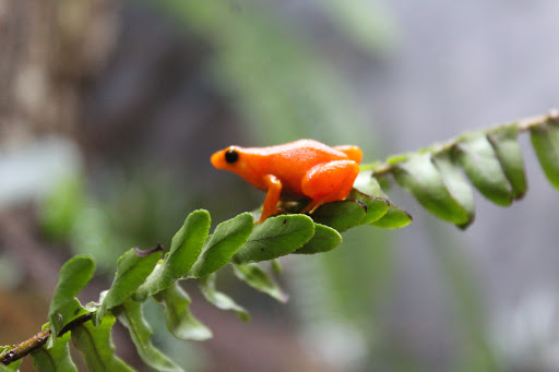 Pet Store «Lost Realms Pets», reviews and photos, 8059 N Cedar Ave, Fresno, CA 93720, USA