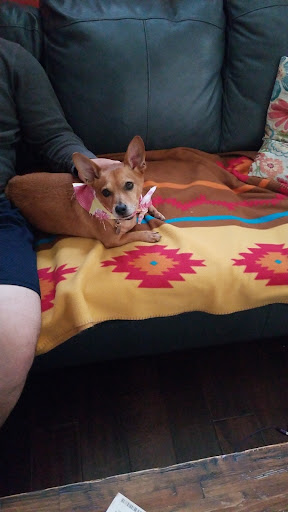 Pet Groomer «Pupazzo Dog Grooming Xprss & Pet Supplies», reviews and photos, 2080 E Pacific Coast Hwy, Long Beach, CA 90804, USA