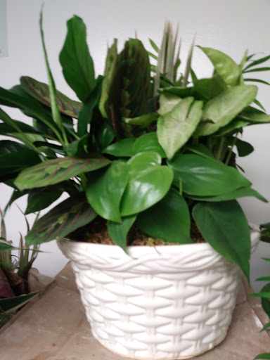 Florist «Minnesota Florist», reviews and photos, 4181 Minnesota Ave NE, Washington, DC 20019, USA