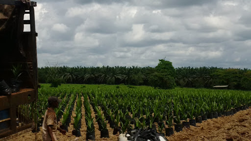 Okomu Oil Palm Plantation, Local Govt. Area, Nigeria, Landscaper, state Ondo
