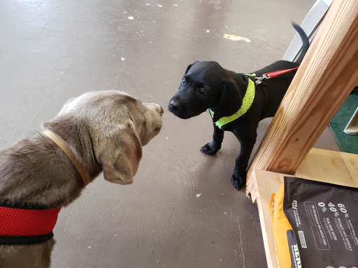 Pet Supply Store «3 Dogs and a Chick», reviews and photos, 130 Miracle Strip Pkwy SE, Fort Walton Beach, FL 32548, USA