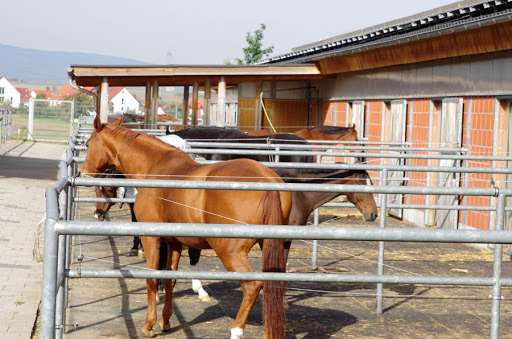 Horse riding lessons Frankfurt