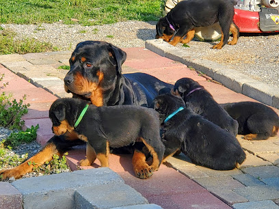 Marshall Rottweilers of Southeast Missouri