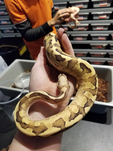 Pet Store «Pet Paradise», reviews and photos, 307 Kellam Rd, Virginia Beach, VA 23462, USA