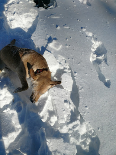 Park «ROGERS PARK», reviews and photos, 30 Rogers Park Ave, Boston, MA 02135, USA