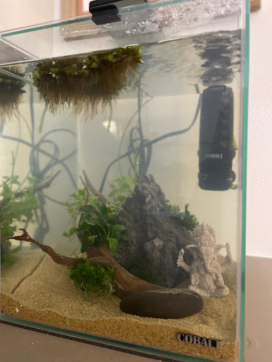 Tropical Fish Store «Aquarium Zen», reviews and photos, 920 NE 64th St, Seattle, WA 98115, USA