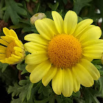 Photo n°3 de l'avis de Uwe.i fait le 26/06/2020 à 14:43 sur le  Mien Cafe an de Küst à Dagebüll