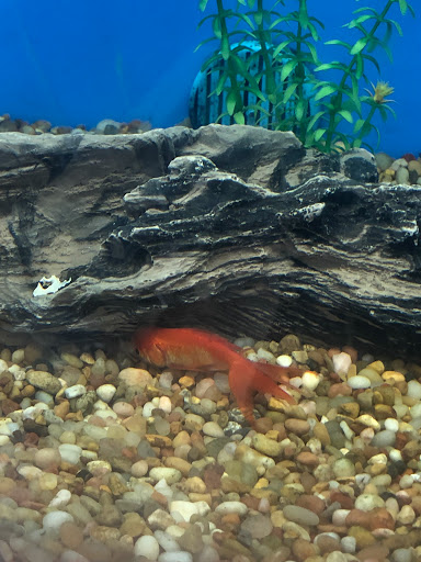 Pet Supply Store «PetSmart», reviews and photos, 14137 Rivergate Pkwy, Charlotte, NC 28273, USA