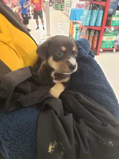 Pet Supply Store «Petco Animal Supplies», reviews and photos, 12014 SW 88th St, Miami, FL 33186, USA