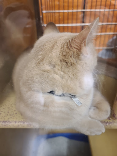 Pet Supply Store «PetSmart», reviews and photos, 104 Dettro Dr, Mattoon, IL 61938, USA