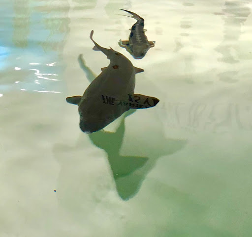 Aquarium «Great Lakes Aquarium», reviews and photos, 353 Harbor Dr, Duluth, MN 55802, USA