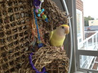 Pampered Parrot Behavior Coaching and Boarding - Photo 3 - Car repair in Seattle, WA, Kent