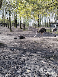 Photo n°17 de Sologne Autruches EARL à Saint-Gondon ()