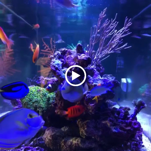 Aquarium «Aquarium Marketing», reviews and photos, 4615 NW 72nd Ave #112, Miami, FL 33166, USA