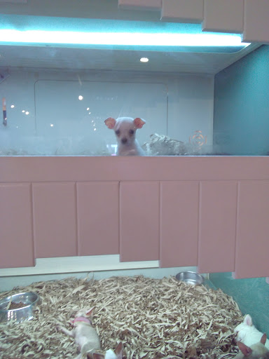 Pet Store «Puppy Boutique Store», reviews and photos, 4001 N Federal Hwy, Fort Lauderdale, FL 33308, USA