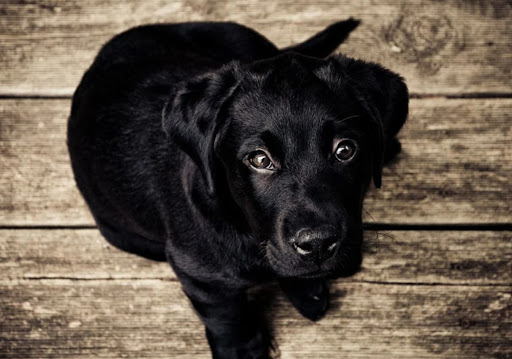 Funeral Home «Murphy Ruffenach & Brian W. Donnelly Funeral Homes», reviews and photos, 2237 S 3rd St, Philadelphia, PA 19148, USA