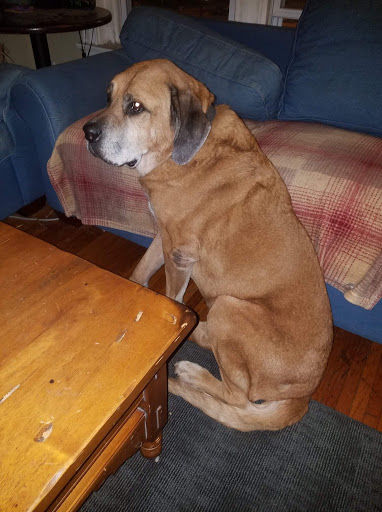 Pet Supply Store «Brookside Barkery & Bath», reviews and photos, 118 W 63rd St, Kansas City, MO 64113, USA