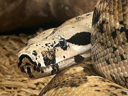 Tropical Fish Store «Harris In Wonderland», reviews and photos, 12 W Main St, Avon, CT 06001, USA