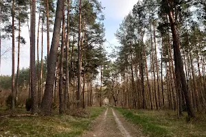 Dyrekcja Parku Narodowego "Bory Tucholskie" image