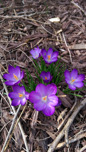 Park «Cherokee Trail Of Tears Commemorative Park», reviews and photos, 100 E 9th St, Hopkinsville, KY 42240, USA