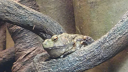 Natural History Museum «Florida Museum of Natural History», reviews and photos, 3215 Hull Rd, Gainesville, FL 32611, USA