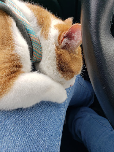 Diamond Animal Hospital: Merrigan Jamie DVM image