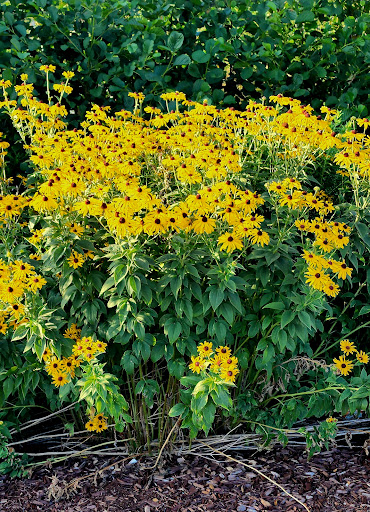 Park «Yukich Field», reviews and photos, 8900 S Kedzie Ave, Evergreen Park, IL 60805, USA