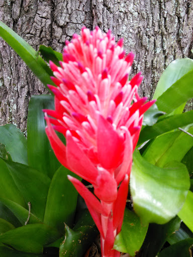 Clothing Store «Citi Trends», reviews and photos, 2921 S Orlando Dr # 230, Sanford, FL 32773, USA