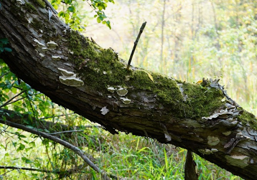 Park «Valley View Park», reviews and photos, 5575 Ozark Avenue North, Oak Park Heights, MN 55082, USA