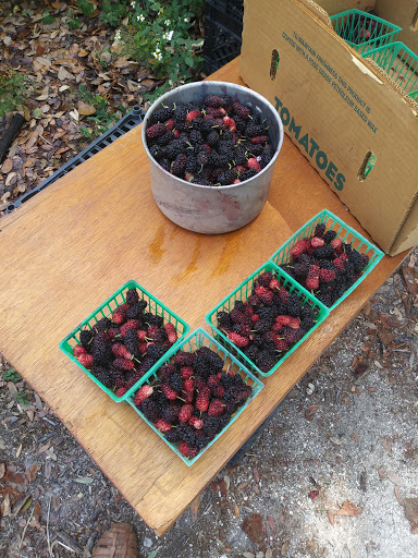 Farm «Sweetwater Organic Community Farm», reviews and photos, 6942 W Comanche Ave, Tampa, FL 33634, USA