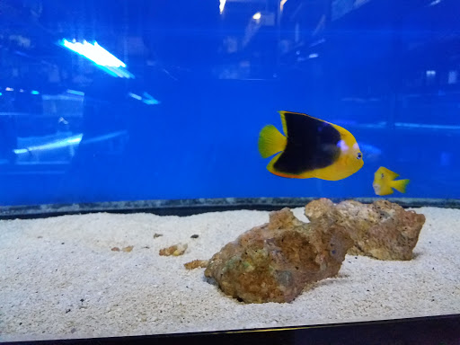 Pet Store «Tanks A Lot Aquariums», reviews and photos, 6680 Lantana Rd, Lake Worth, FL 33467, USA
