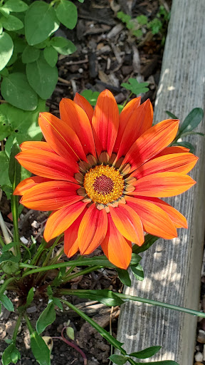 Farm «Blooming Hill Lavender Farm», reviews and photos, 19929 Telegraph Springs Rd, Purcellville, VA 20132, USA
