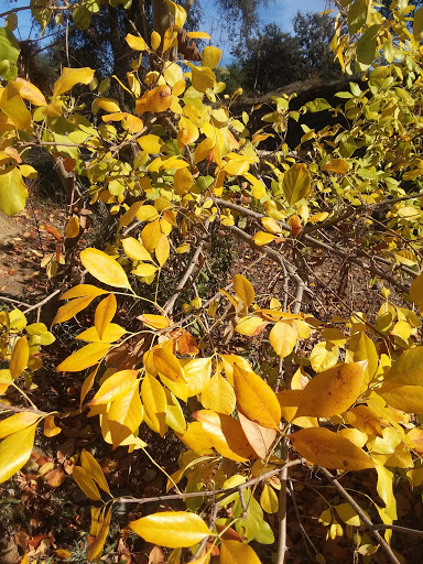 Nature Preserve «Effie Yeaw Nature Center», reviews and photos, 2850 San Lorenzo Way, Carmichael, CA 95608, USA