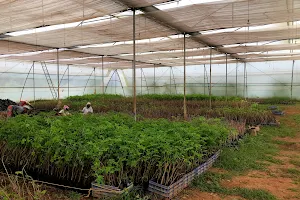 DR.A.P ALAGAR SAMY Moringa Nursery. image