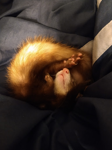 Pet Supply Store «Pet Partners», reviews and photos, 1962 W State St, Bristol, TN 37620, USA