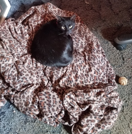 Animal Protection Organization «Greenville Humane Society», reviews and photos