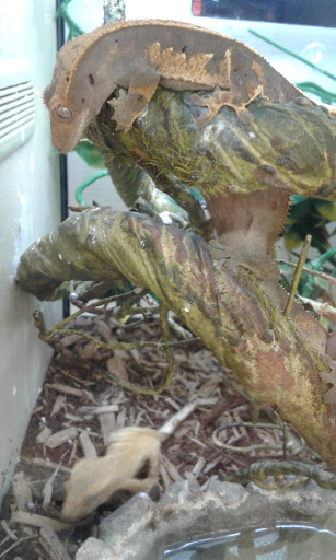 Pet Supply Store «Pet Supplies Plus», reviews and photos, 3060 N Lewis Ave, Waukegan, IL 60087, USA