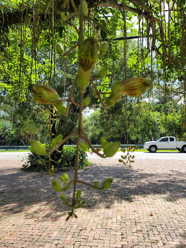 Produce Market «Wayside Fruit & Vegetable», reviews and photos, 10070 SW 57th Ave, Pinecrest, FL 33156, USA