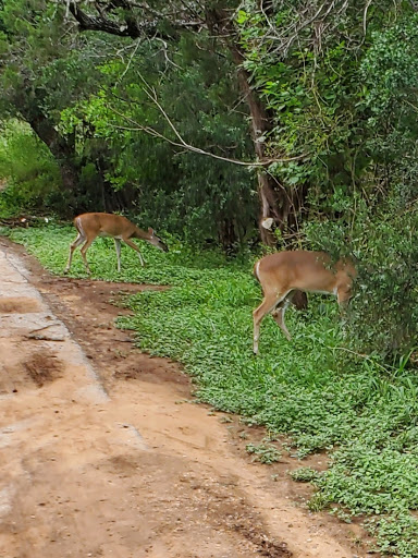 Park «Bamberger Nature Park», reviews and photos, 12401 Babcock Rd, San Antonio, TX 78249, USA