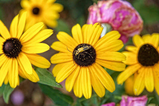 Historical Landmark «Carnton», reviews and photos, 1345 Eastern Flank Cir, Franklin, TN 37064, USA