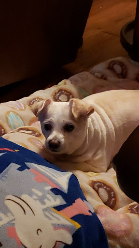 Pet Supply Store «PetSmart», reviews and photos, 30515 Av. de Las Flores, Rancho Santa Margarita, CA 92688, USA