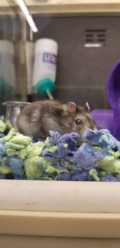 Pet Supply Store «PetSmart», reviews and photos, 1417 W Interstate 240 Service Rd, Oklahoma City, OK 73159, USA