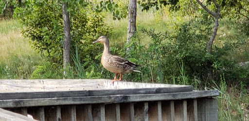 Golf Club «Boulder Pointe Golf Club», reviews and photos, 1 Champions Cir, Oxford, MI 48371, USA