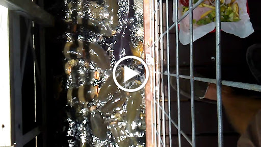 Bar & Grill «The Gnarly Gar», reviews and photos, 18200 Lakepoint Cove, Point Venture, TX 78645, USA