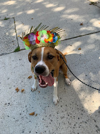 Paw Mania LLC - Photo 8 - Car repair in , Jersey City