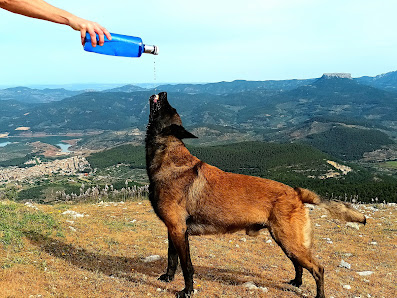 Clínica Veterinaria Baeza C. Acera de la Trinidad, 66, BAJO, 23440 Baeza, Jaén, España